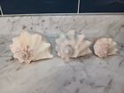 Lot of 3 Conch Shells Natural Real US Coast 7