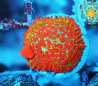 New ListingFlame Rhodactis Mushroom Zoanthids Paly Zoa SPS LPS Corals, WYSIWYG
