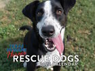 Texas Humane Heroes Rescue Dog 2024 Wall Calendar