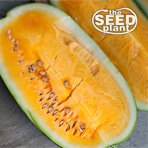 Tendersweet Orange Watermelon Seeds - 25 SEEDS NON-GMO
