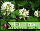 14,100+ New Zealand White Dutch Clover Seeds | Pollinator Flower Gardening