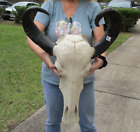 New ListingAsian Water Buffalo Skull with 18-20 inch horns from India taxidermy #48665