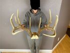 BIG Real Whitetail Deer Antlers Set Wild Idaho 5x4 Horns Euro Mount Decor Skull