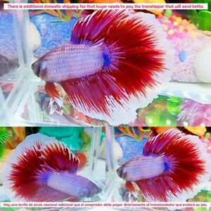 Pink Butterfly Halfmoon Male - IMPORT LIVE BETTA FISH FROM THAILAND
