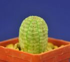 EUPHORBIA OBESA =3cm= 仙人掌 Cactuslover 魔界玉 #8472