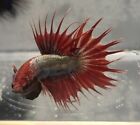 Live Male Betta Fish - Silver and Red Crowntail