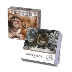 Turner Cats & Kittens 2024 Daily Boxed Calendar w