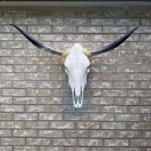 Steer Cow Skull 3  feet  10  1/2   inches w Polished Bull Horns home decor (898)