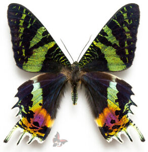 Urania ripheus-MALE,UNMOUNTED butterfly