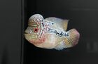KAMFA Flowerhorn 3-4” Live Tropical Fish T103
