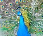 Peacock Peafowl Hatching Eggs-India Blue Purebred-Guaranteed Fertile-Ship Now!