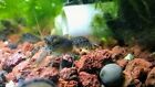 5 five Brazos Dwarf Crayfish Mini Lobster live freshwater invertebrate HEAT PACK