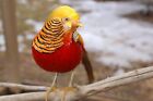 New Listing6 Red Golden Pheasant Hatching Eggs - Shipping 38a