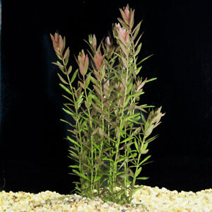 Live Rotala rotundifolia Aquarium Oxygenating Aquatic Plant