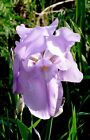 Lot of 6 Lavender Irises--  WOW!  GORGEOUS!  & CHEAP!!!
