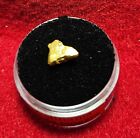 California Natural Gold Nugget 1.6 Grams  in a Gem jar w/lid