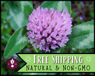5,700+ Red Mammoth Clover Seeds | Butterfly/Bee Pollinator Flower Gardening
