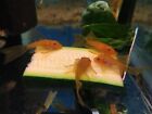 LONGFIN SUPER RED Bristlenose Pleco 1 inch+ (4 Pack) - with 2 BLOODLINES! LIVE!
