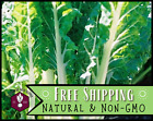 300+ Swiss Chard Seeds [White Lucullus] Vegetable Gardening, Heirloom, Non-GMO