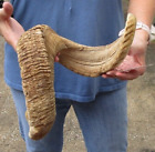 30 inch Sheep horn for horn carving taxidermy to make shofar #48239