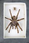 Real Tarantula w/ baby Shadow Box Insect Taxidermy Oddity specimen vintage