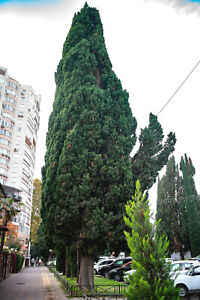 30+ GREEN GIANT THUJA SEEDS (Thuja plicata) Arborvitae Cedar Tree, Free Shipping