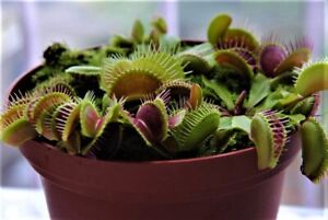 25 Venus Flytrap Seeds Exotic Carnivorous Flower Plant