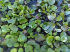 5 Water Hyacinth Pond Plant Floating Live