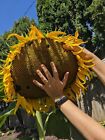 GIANT HUGE Mammoth Sunflower 25 Authentic seeds 16 ft tall 24” wide