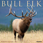 Bull Elk 2024 12