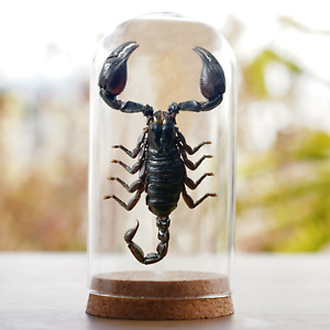 Vintage Scorpion Glass Dome Decor Taxidermy Insect Butterfly Collection Display