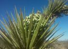 Mojave Yucca Seeds (Yucca Schidigera) - 20seeds -