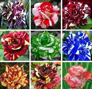 20 SEEDS for MIXED COLORS Dragon striped ROSE swirl flower Bush Rare USA Seller