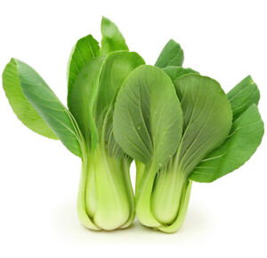 Shanghai Bok Choy Seeds (Green Stem ) | Pak Choi Cabbage BIG SALE