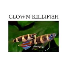 Live Fish - Clown killifish ( 6 pcs )