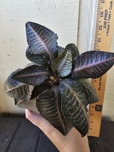 Euphorbia Francoisii Hybrid 