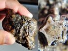 New Listing38g sea lily star on raw stone Burmite Myanmar Amber insect fossil dinosaur age