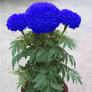 100 Blue Marigold Seeds Home Garden Edible Flower Plant Seed Chrysanthemum