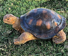 Turtle Garden Statues Home Decor Tortoise Realistic Cute Large Animal Sculptures