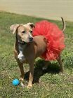 New Dog Tutu Skirt Clothes Pet Apparel Puppy Costume Red White Hot Pink S M L