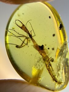 Fossil amber Insect burmite Burmese Cretaceous Fly Larva Insect Myanmar