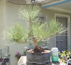 Japanese Black Pine Pre Bonsai Dwarf Kifu Fat Trunk Neagari Pinus thunbergii