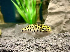 Green Spotted Puffer Freshwater