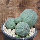 D2907 EUPHORBIA OBESA MULTIHEADS OLD pot12-H8-W12 cm MaMa Cactus