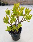 Gollum Jade Succulent Plant Rooted Live 13”x9” Tall Crassula Money Tree Bonsai