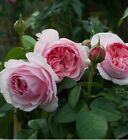 💐 Rare Roses “Scentuous” Shrub Pink Color English Rose Bare Root Live Plant 3YO