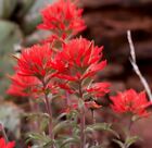 Indian Paintbrush seeds (Castilleja Agustifolia) 200+ seeds -RARE- Wildflower