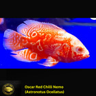 Nemo Chili Red Oscar Cichlid - ASTRONOTUS OCELLATUS  - Live Fish (2.75
