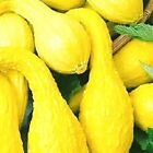 Crookneck Yellow Squash Seeds  | NON-GMO | Heirloom | Fresh Garden Seeds