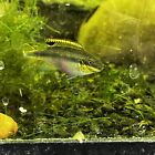 Rainbow Kribensis cichlid adult live fish tank bred (Pelvicachromis)